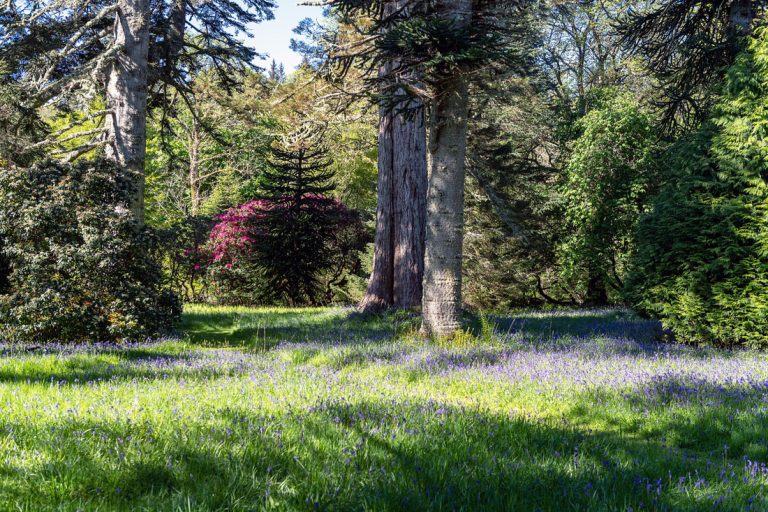 Bluebells 1 768x512