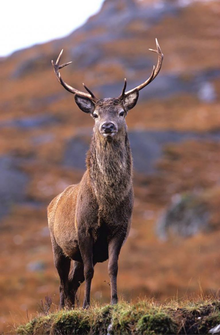 Stag3 768x1167 1